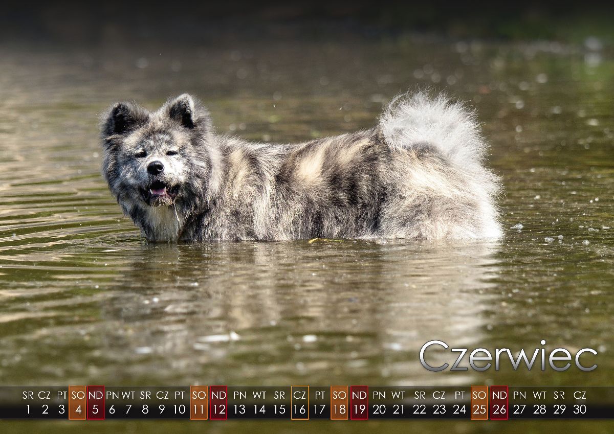 06 Czerwiec2022 copy